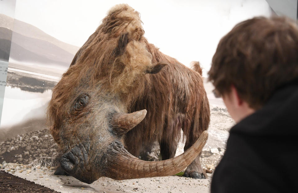 A man looks at a life-size model in a museum in Germany.