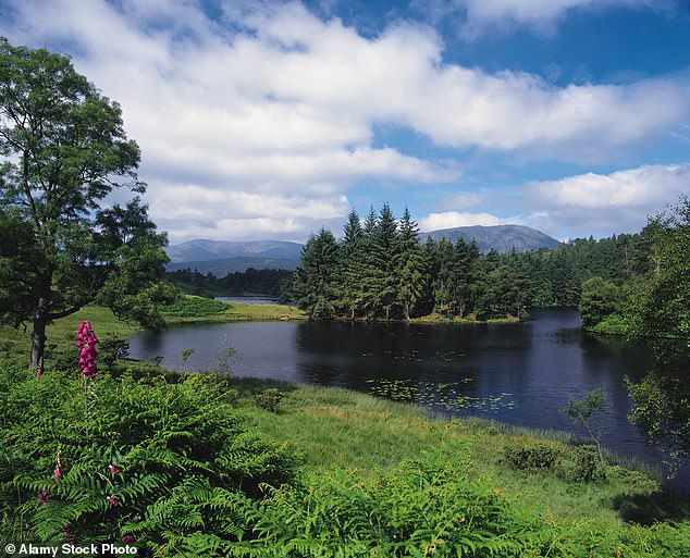 The sheep's remains were discovered in October by Cumbrian resident Sharon Larkin-Snowden at an unknown location in the highlands (stock image)