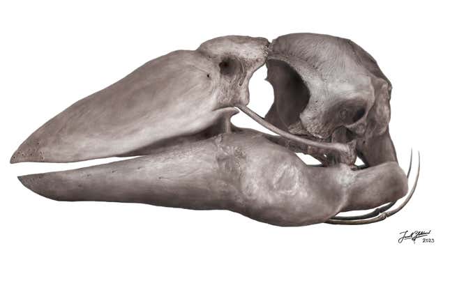 A reconstruction of the skull of Genyornis.