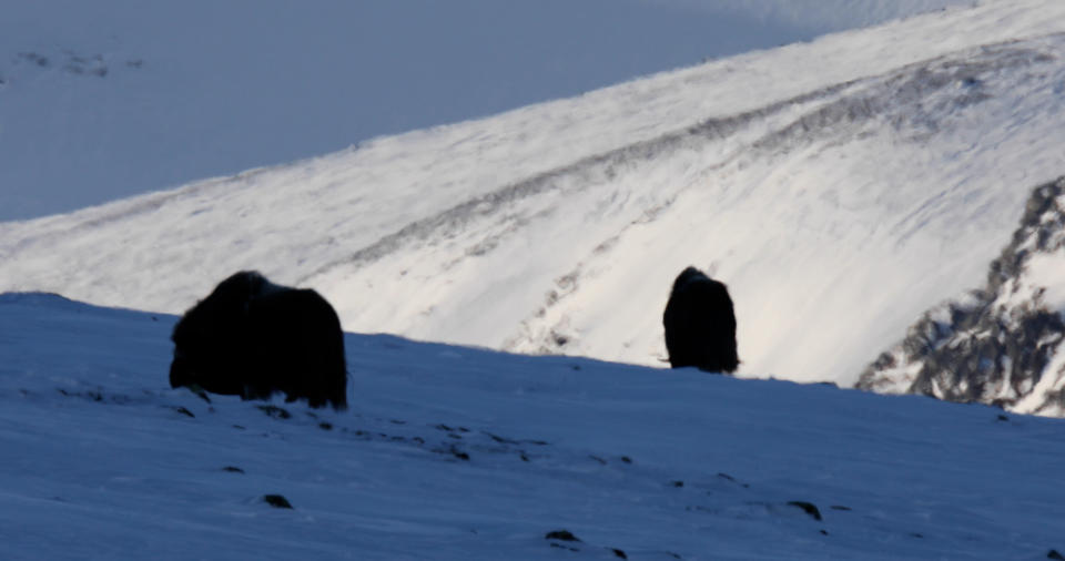 Musk ox on a hill in Europe