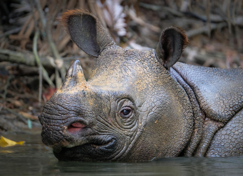 There are only 76 Javan rhinos left in the wild.  Source: Getty