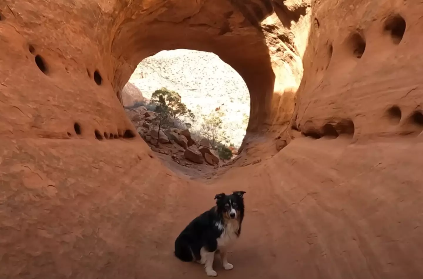 Beautiful sights plus a dog – what's not to love?  (YouTube/@thePOVchannel) 