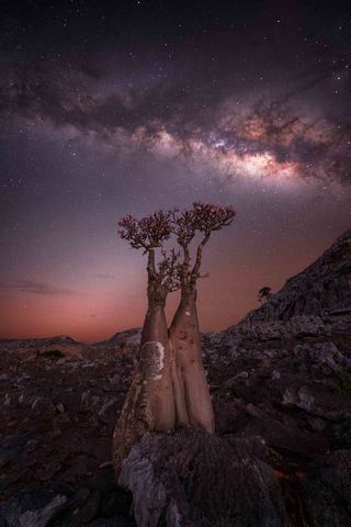 Milky Way photographed above a bottle tree on the island of Socotra, Yemen.