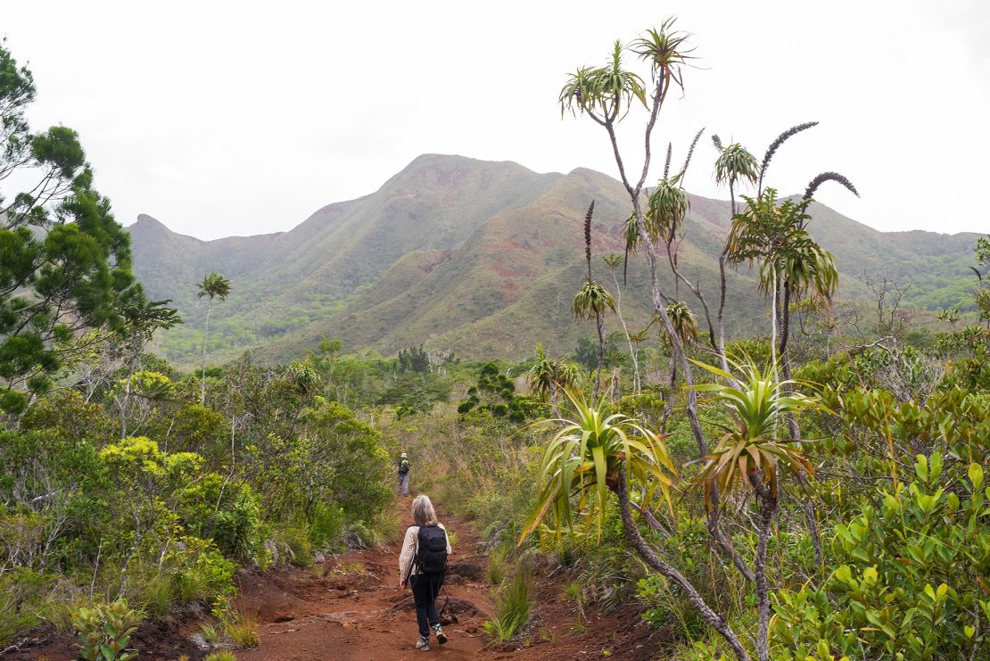 Researchers will set out in 2023 to look for one of the populations of Tmesipteris oblanceolata on Grande Terre.