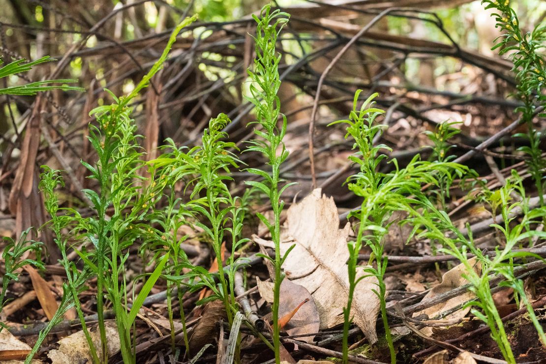 The amount of DNA in the fork fern's giant genome may be more than 50 times greater than that of a human.  The plant contains 160 billion base pairs, the linked units that make up DNA strands.