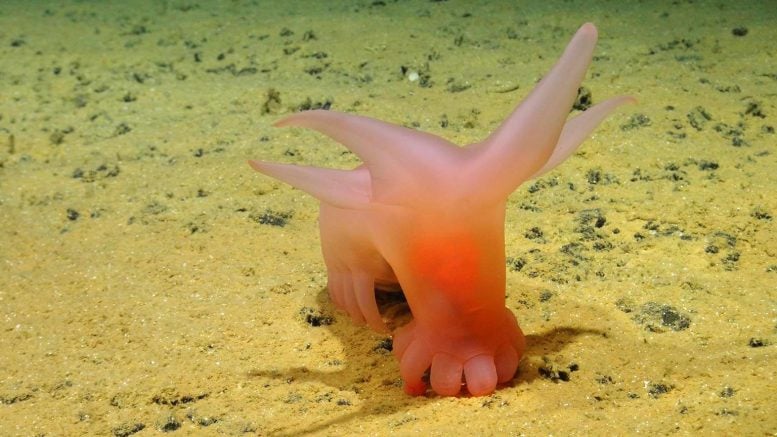 Pink Sea Pig