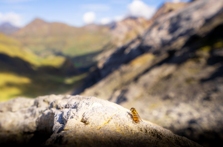 a marmalade hoverfly on a rock overlooking the Pyrenees