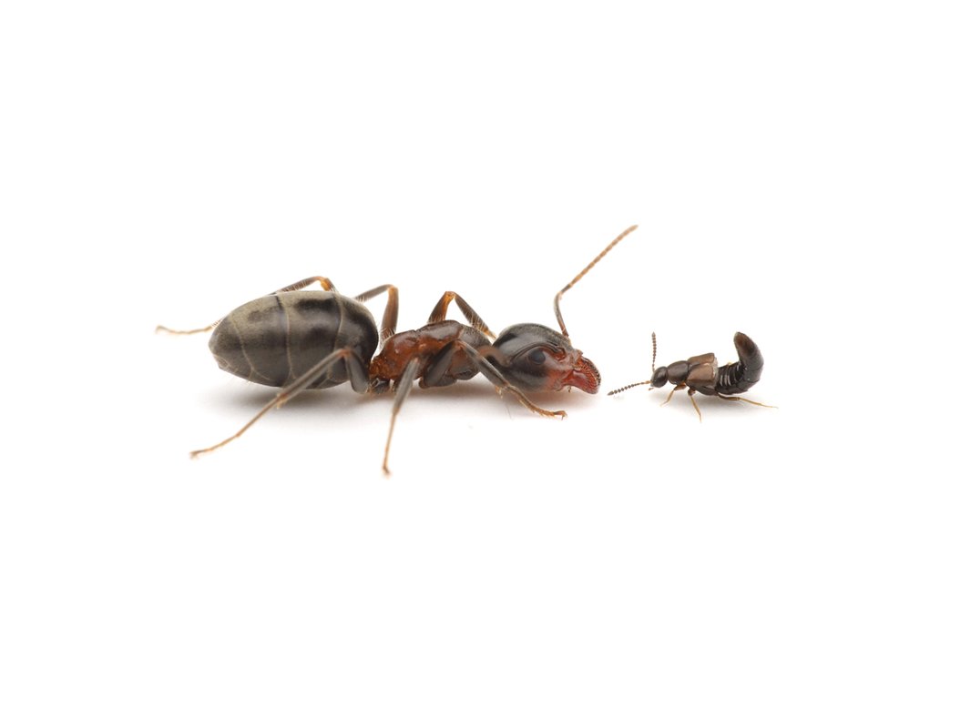 An ant and a rove beetle.  The ant is about 5-10 times larger.