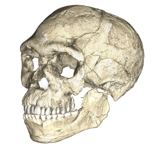 The composite skull of Jebel Irhoud