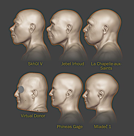 A series of skull shapes