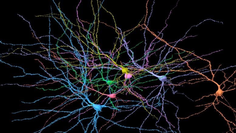 Reconstruction of neurons in the human cortex dataset