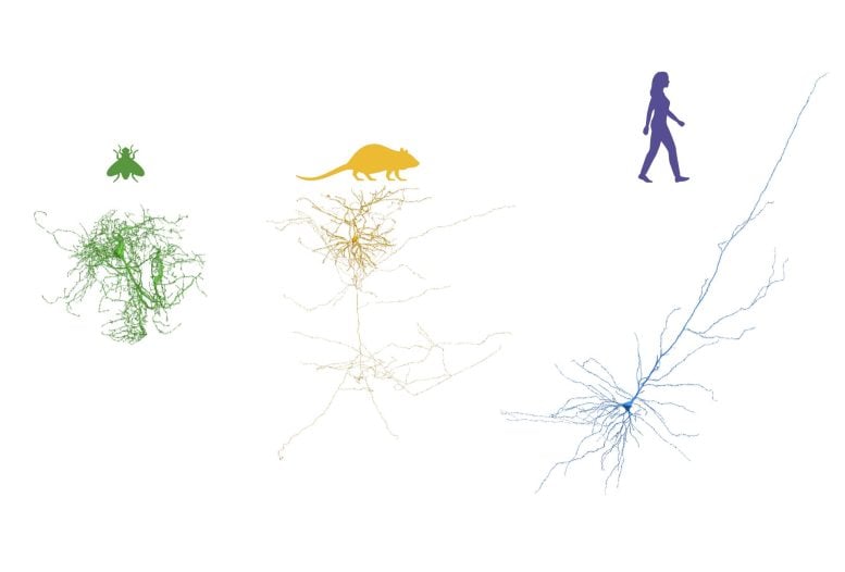 Reconstruction of neurons in organisms