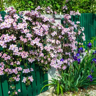 Clematis climbing plant