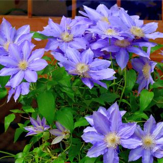 Clematis grows in an English garden