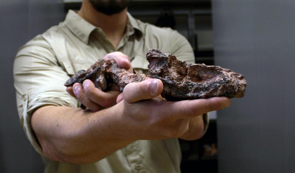 PHOTO: Fossil of Parvosuchus aurelioi.  (Janaina Brand Dillmann)