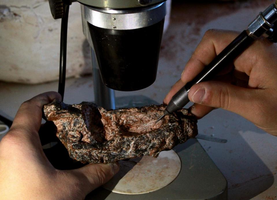 PHOTO: Fossil skull of Parvosuchus aurelioi under mechanical preparation.  (Janaina Brand Dillmann)