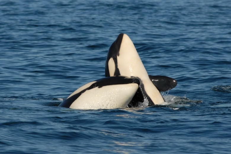 Two orcas frolic in the water.