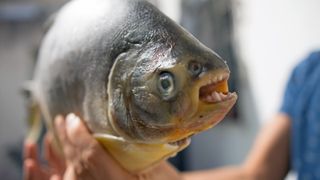 A close-up of a pacu showing its human-like teeth