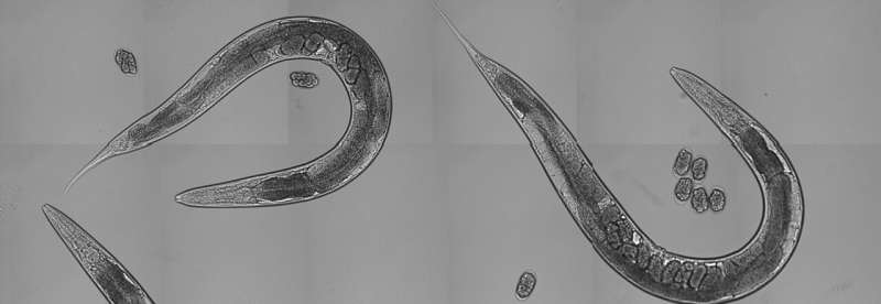 How to make aging 'fairer game' for all worm species