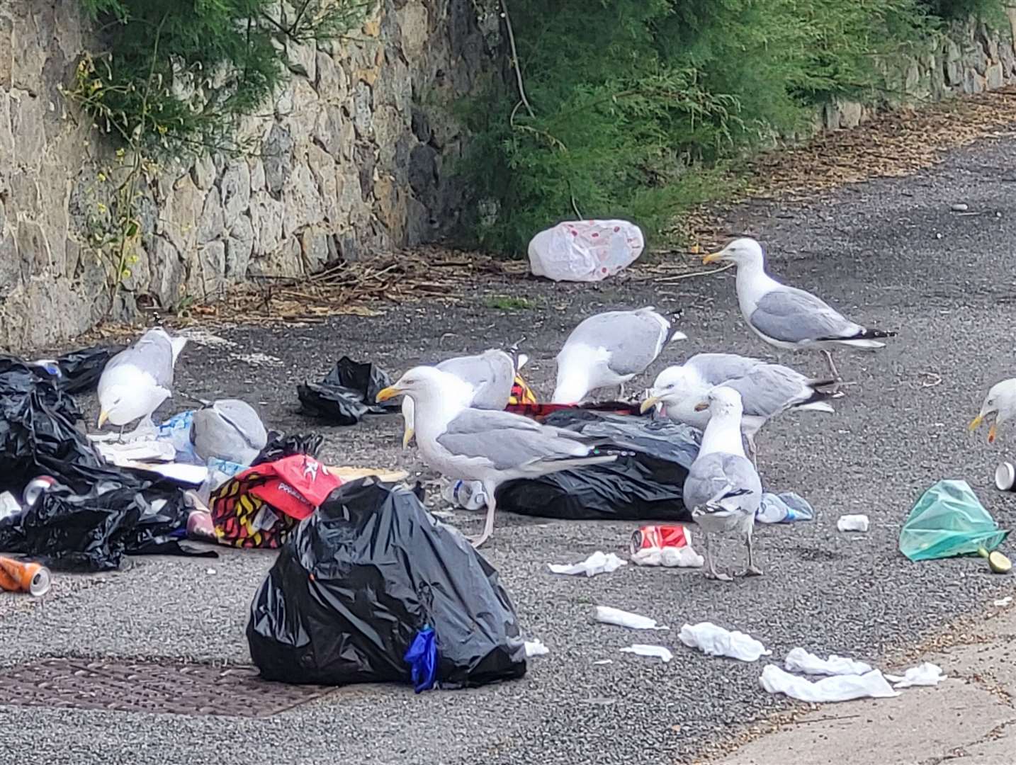 This morning seagulls could be seen among the rubbish.  Photo: Liam Godfrey