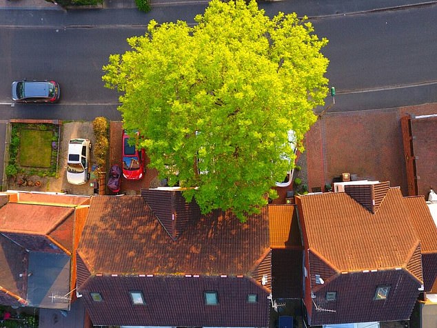 This aerial photo shows how close the ash tree was to the Palmers' home