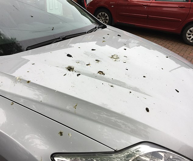 Mr Palmer complained that bird droppings (pictured on his car) falling from the tree posed a health hazard