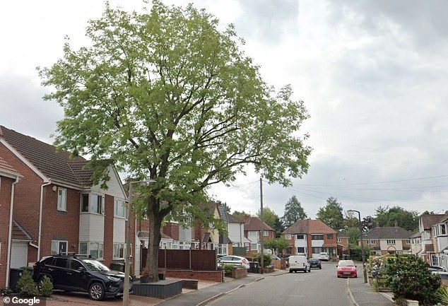 Mrs Palmer admitted paying a tree surgeon to remove the imposing ash (pictured) because it was blocking the drain and regularly hitting her Shirley home, waking her daughter.