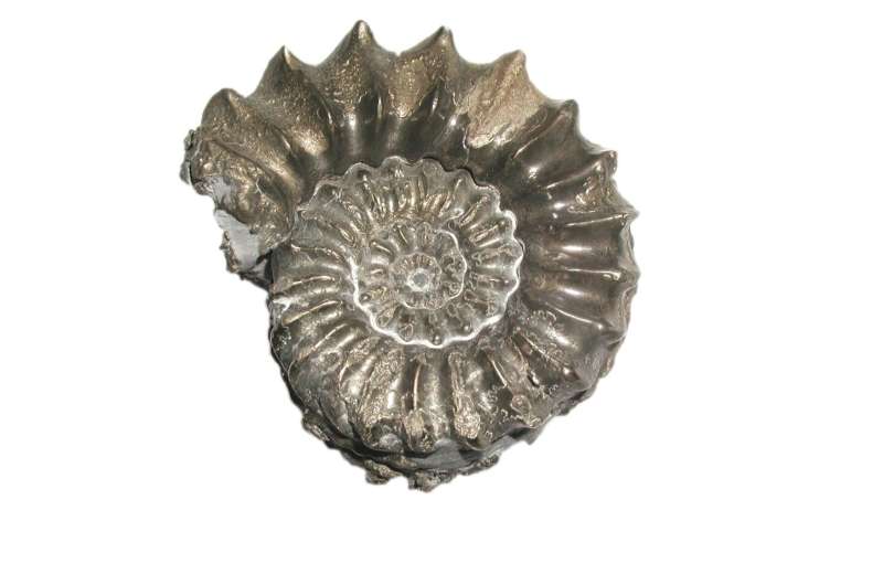 Ammonites