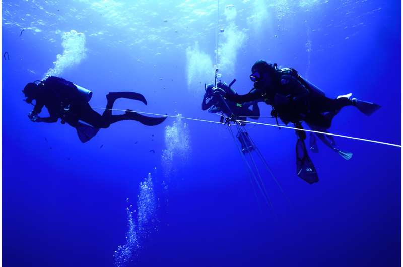 Under pressure: how comb jellyfish have adapted to life at the bottom of the ocean