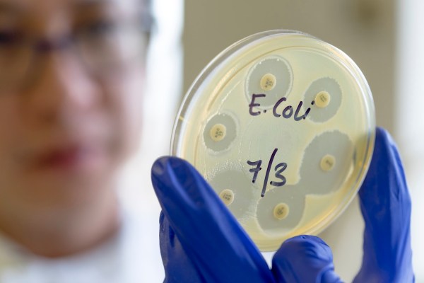 A scientist holding a petri dish containing E.Coli.