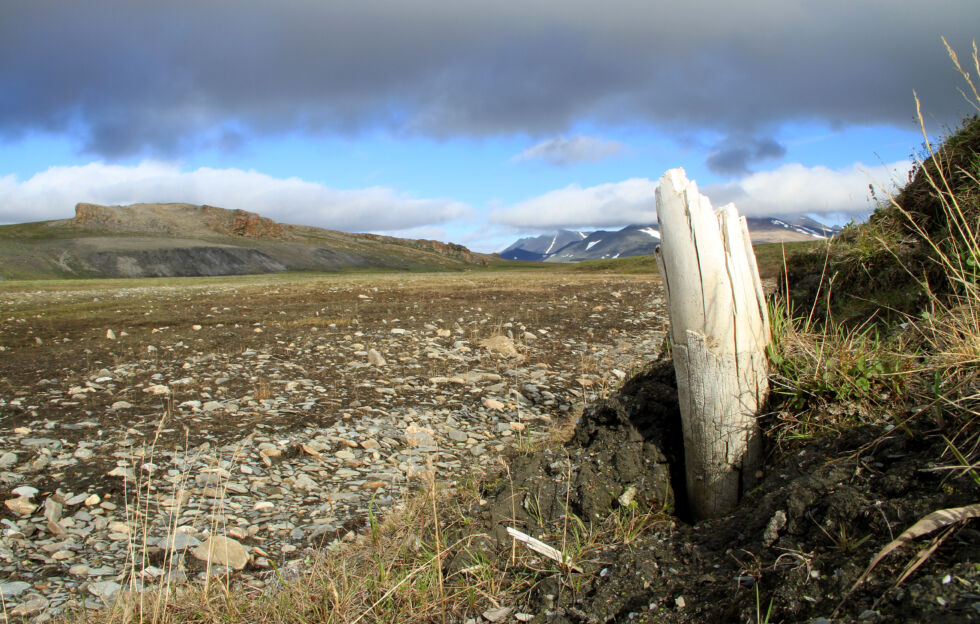 Wrangel Island, north of Siberia, has a vast tundra.