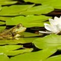 Researchers from Nagoya University believe that plants have special root structures that can help them breathe underwater.