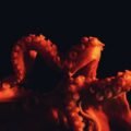 octopuses