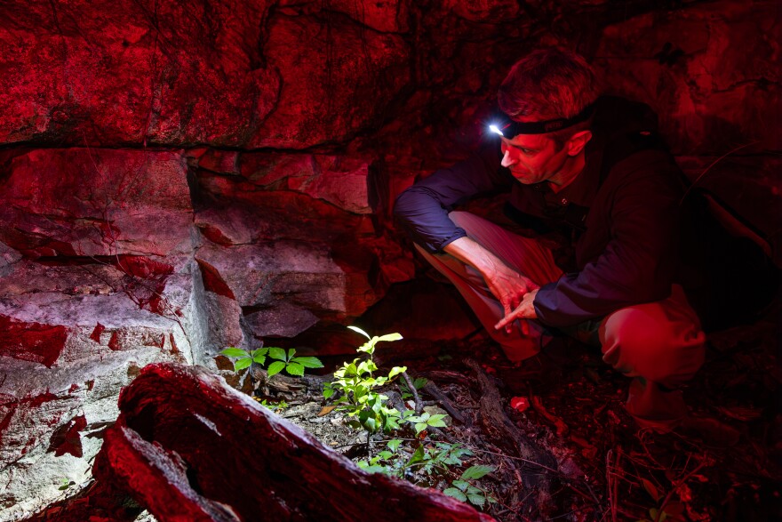 A man with a headlamp on squats in the mud.  There is a large rock formation behind him and some greenery in front of him.  He is looking for small frogs.