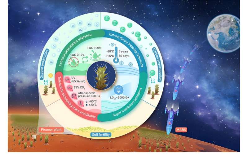 A desert moss that has the potential to grow on Mars