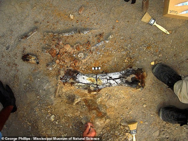 Above, the upper arm bone of an ancient hadrosaur discovered in northeastern Mississippi