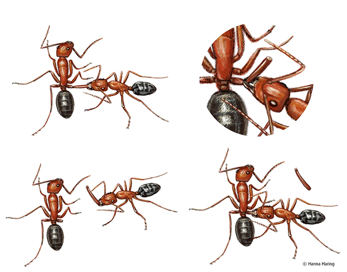 Four steps to amputating an ant leg: licking, biting, removing and licking