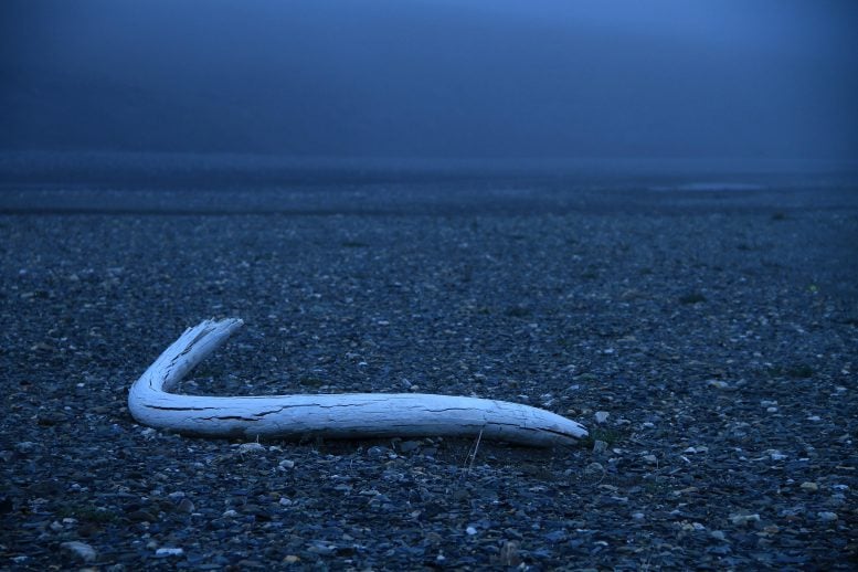 Wrangel Island Tusk