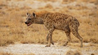 A spotted hyena growls against a background of dry grass.