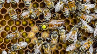 A close-up of honeybee workers and a queen sitting on a honeycomb.