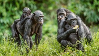 Four bonobos, including a female carrying her cub on her back.