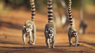 A group of ring-tailed lemurs walk towards the camera, carrying their young on their backs and their tails raised.