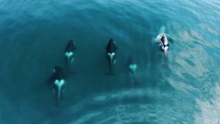 An aerial photograph taken from above shows a pod of five orcas swimming side by side.