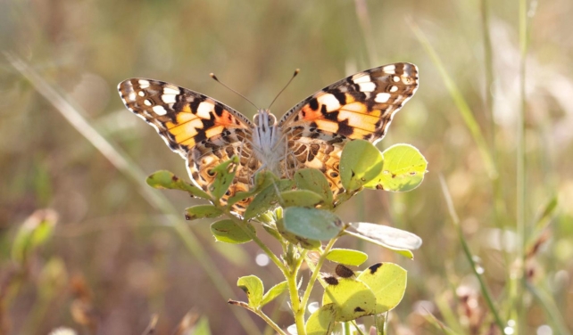 painted lady 