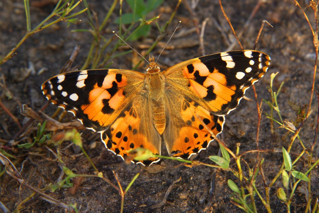 Scientists have found evidence that a group of Painted Ladies flew non-stop across the Atlantic Ocean, a new study shows.