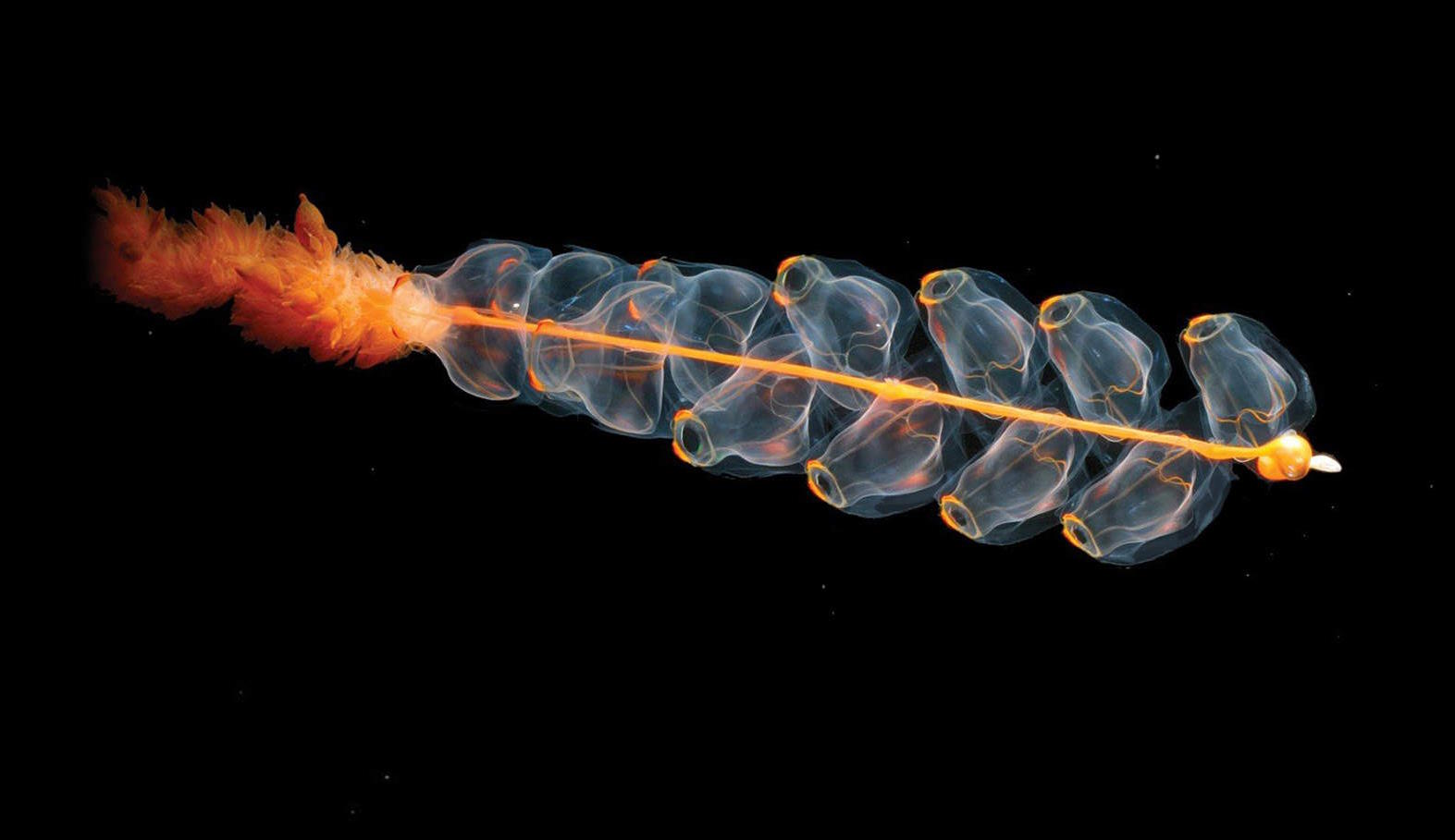 A translucent sea creature that shows the intricate beauty of life on Earth, with a chain of bead-like structures against a black background.