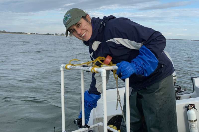 Restored oyster reserves are home to more marine life