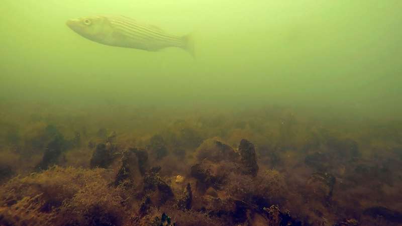 Restored oyster reserves are home to more marine life