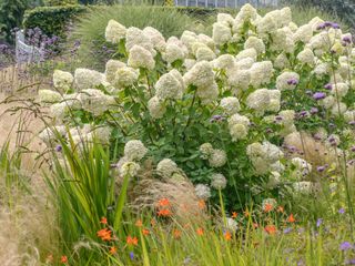 white hydrangea paniculata 'Limelight'