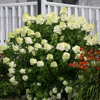 Limelight Hydrangea Shrub